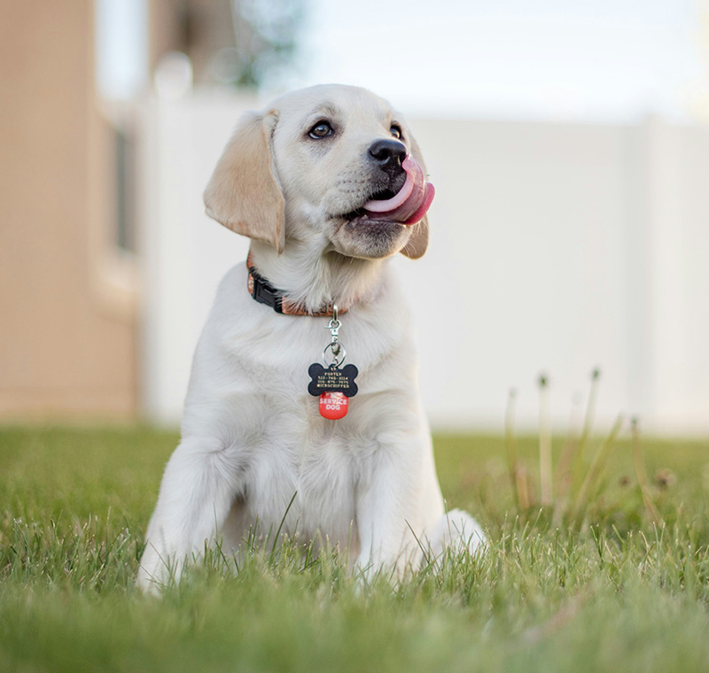 A Puppy sitting on grass