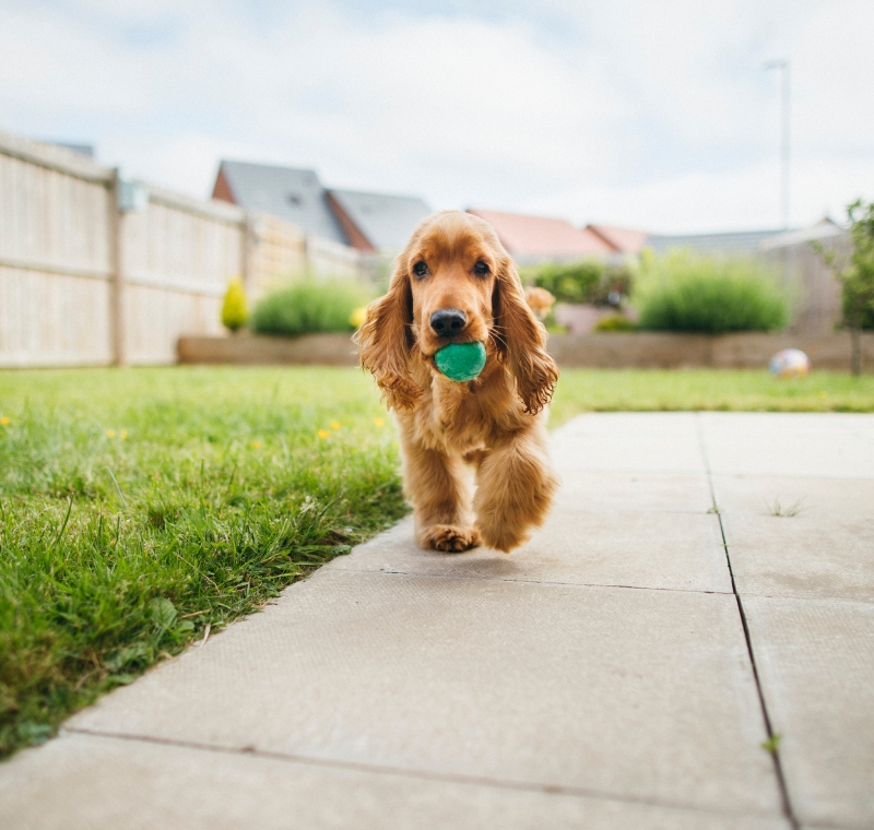 A happy dog playing fetch in backyard