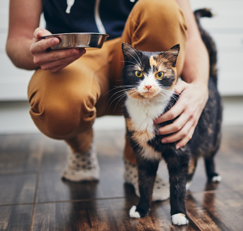 A cat getting a meal from owner