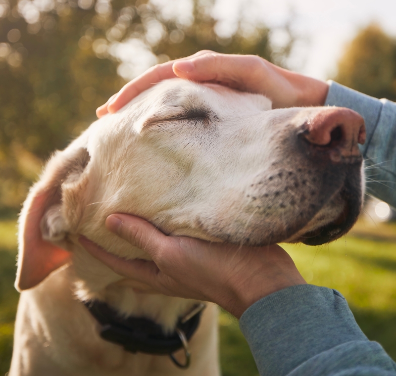 A senior dog getting its head pet