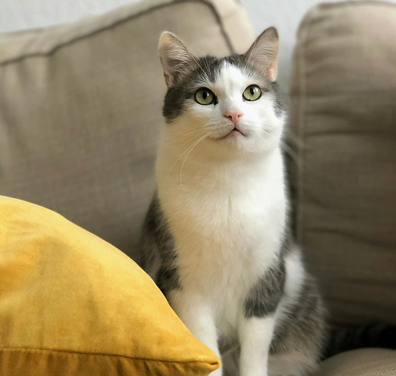 cat sitting on a couch by a yellow pillow