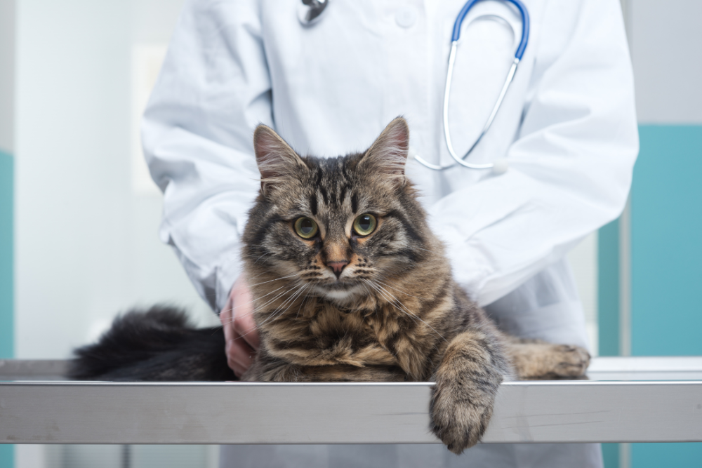 A cat being examined by a vet