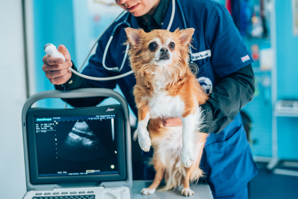 vet conducts an ultrasound on the dog