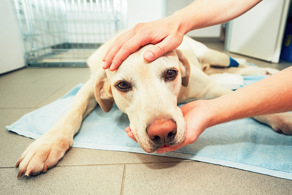 A person petting a dog