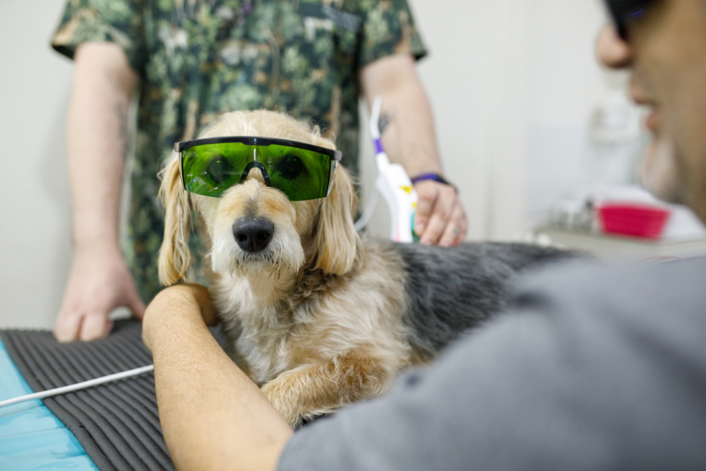 A dog getting laser therapy done