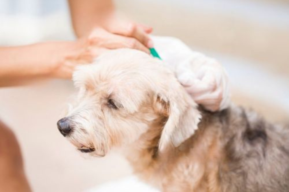 vet applying ticks medicine on dog