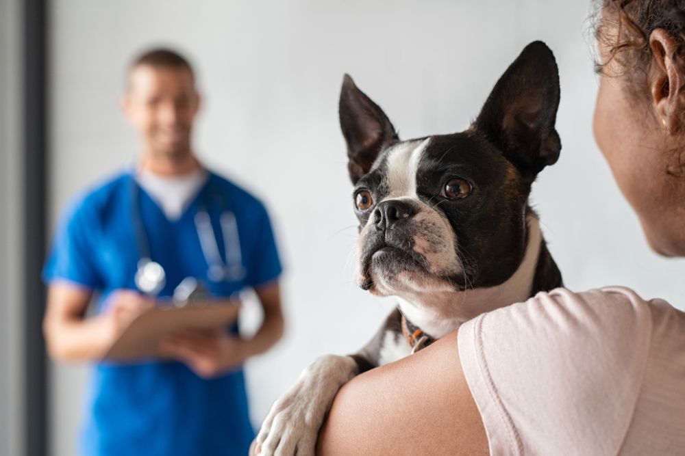 woman holding dog at the vet